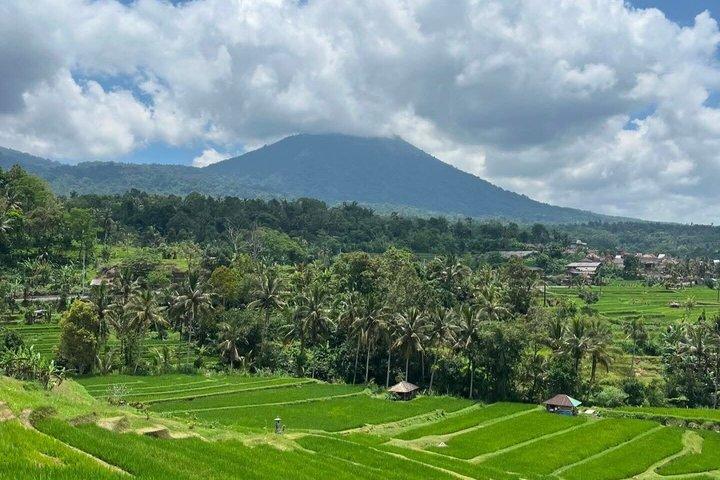 バリ島日帰りツアー：ライステラス、モンキーフォレスト、滝