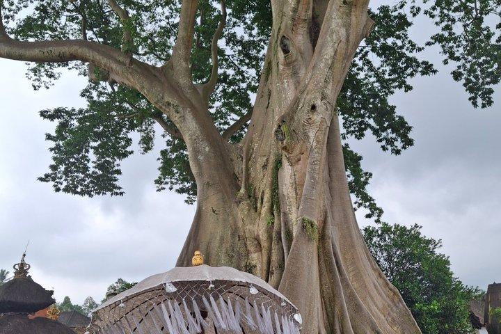 バリ島日帰りツアー：ライステラス、モンキーフォレスト、滝