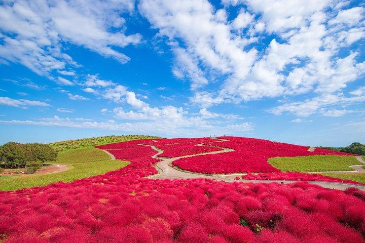 ひたち海浜公園、大洗海鳥居＆大仏チケット付き