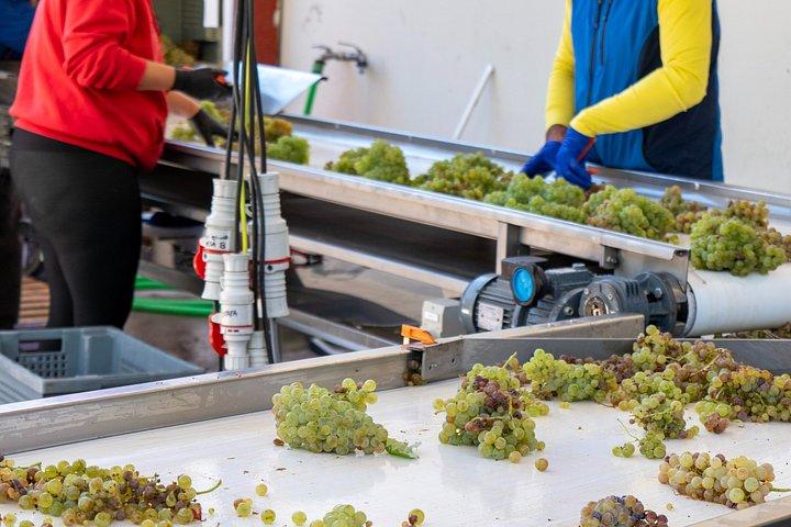 Ribera del Duero Weingüter Führung & Weinprobe ab Madrid