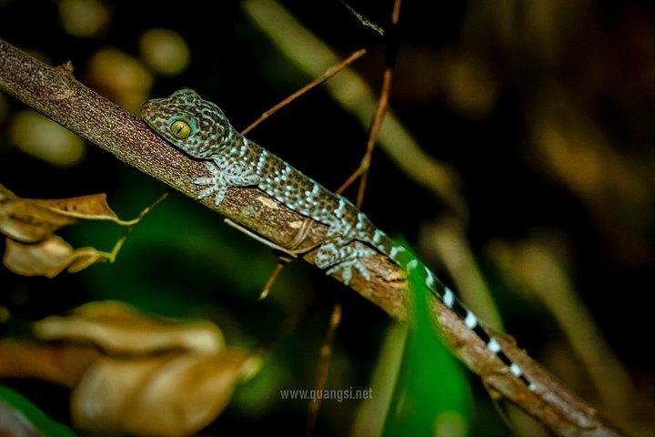 ジャングルナイトハーピングツアーフーコックの夜行性野生動物を発見
