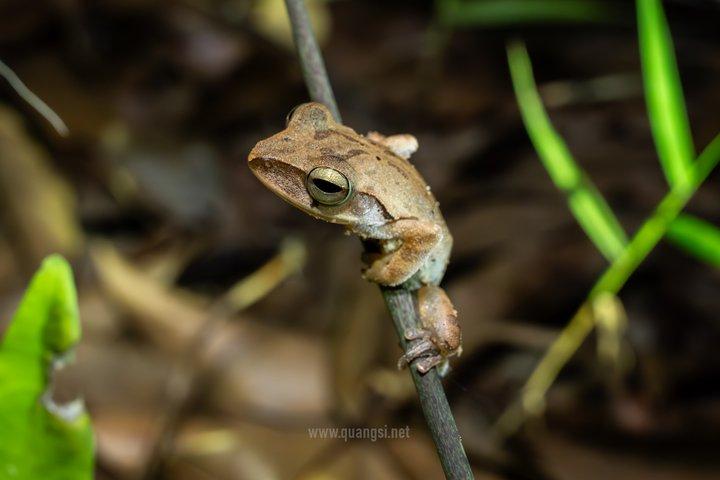 ジャングルナイトハーピングツアーフーコックの夜行性野生動物を発見