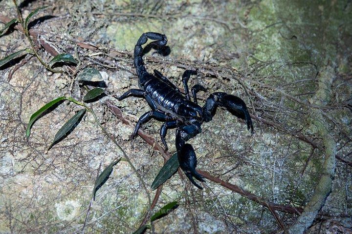 ジャングルナイトハーピングツアーフーコックの夜行性野生動物を発見