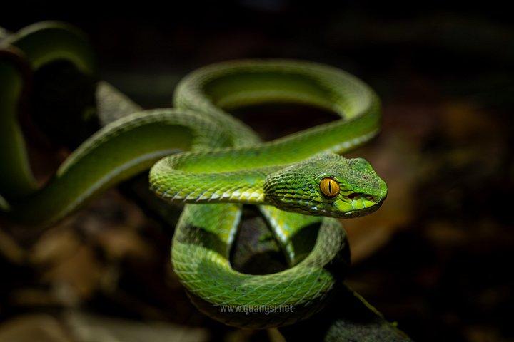 ジャングルナイトハーピングツアーフーコックの夜行性野生動物を発見