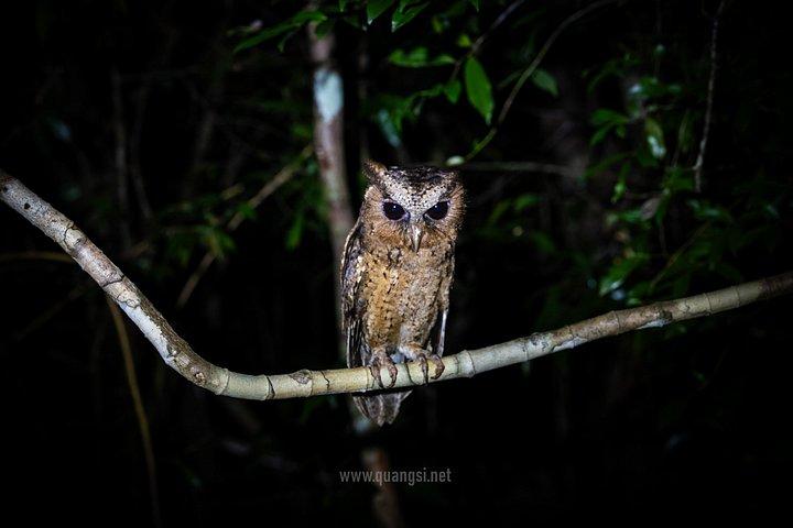 ジャングルナイトハーピングツアーフーコックの夜行性野生動物を発見