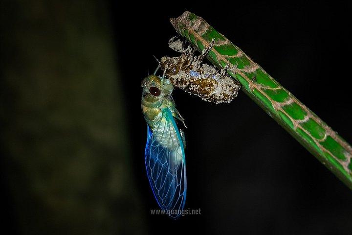 ジャングルナイトハーピングツアーフーコックの夜行性野生動物を発見