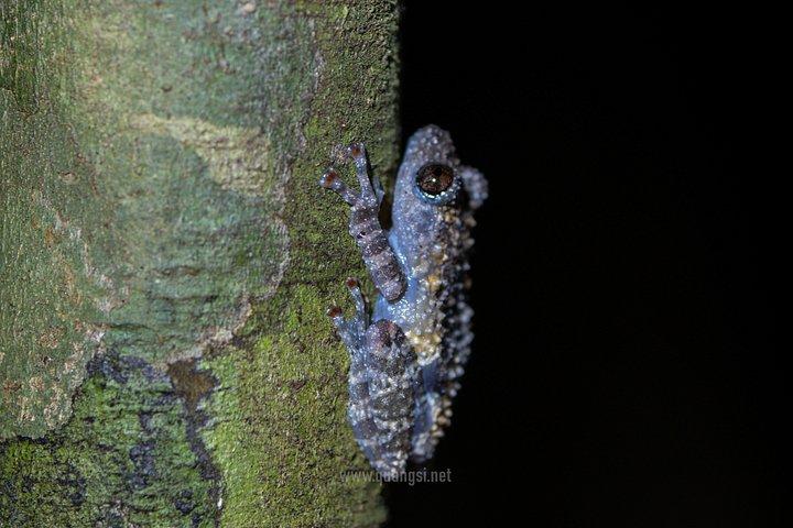 ジャングルナイトハーピングツアーフーコックの夜行性野生動物を発見