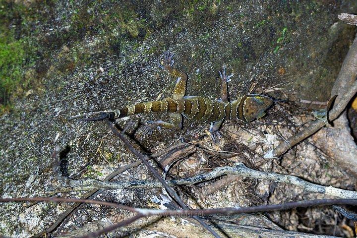 ジャングルナイトハーピングツアーフーコックの夜行性野生動物を発見