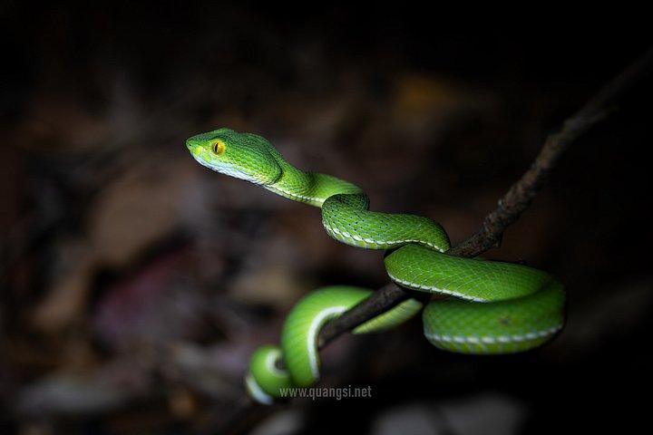 ジャングルナイトハーピングツアーフーコックの夜行性野生動物を発見
