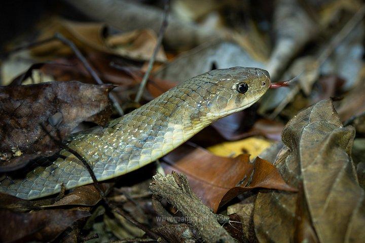 ジャングルナイトハーピングツアーフーコックの夜行性野生動物を発見