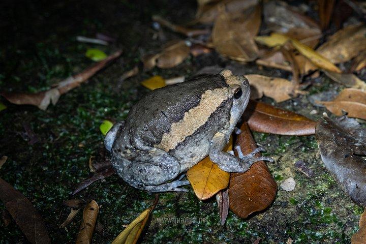 ジャングルナイトハーピングツアーフーコックの夜行性野生動物を発見