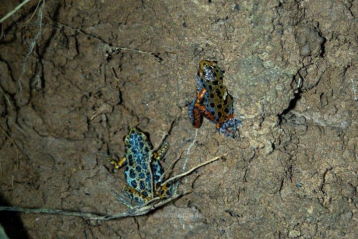 ジャングルナイトハーピングツアーフーコックの夜行性野生動物を発見