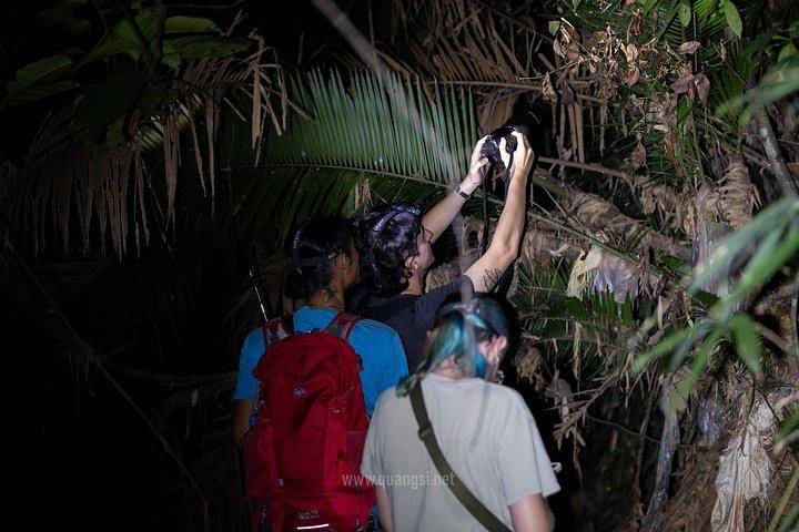 ジャングルナイトハーピングツアーフーコックの夜行性野生動物を発見