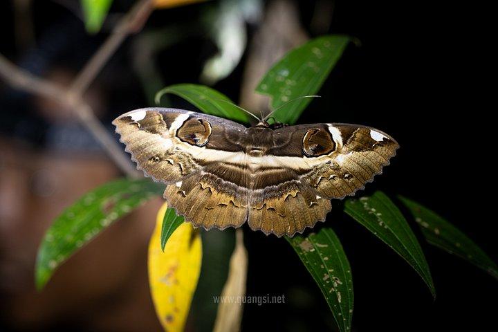ジャングルナイトハーピングツアーフーコックの夜行性野生動物を発見