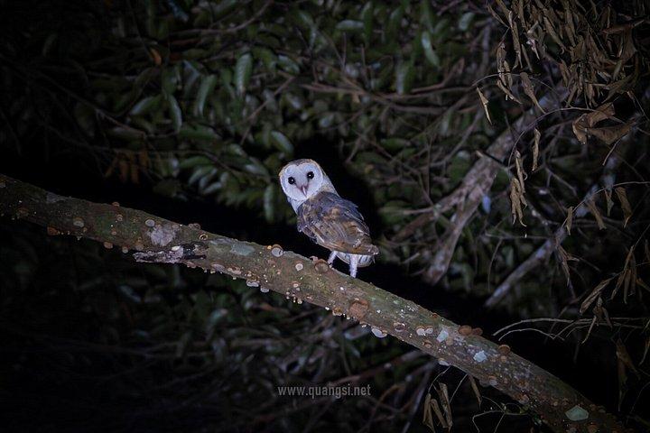 ジャングルナイトハーピングツアーフーコックの夜行性野生動物を発見
