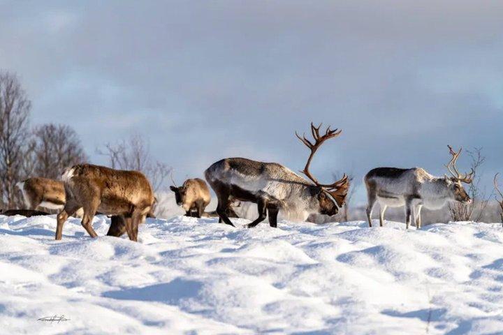 Tromso Reindefodring Samisk Kultur Erfaring