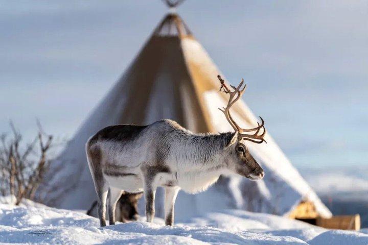 Tromso Reindefodring Samisk Kultur Erfaring