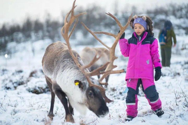 Tromso Reindefodring Samisk Kultur Erfaring