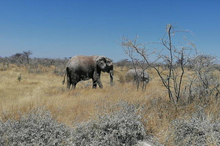 Namibia Yoga Safari: elefanti, dune e consapevolezza