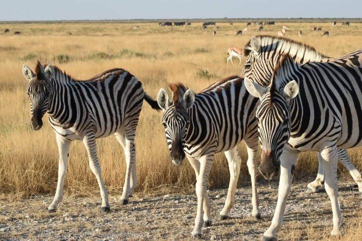 Namibia Yoga Safari: elefanti, dune e consapevolezza