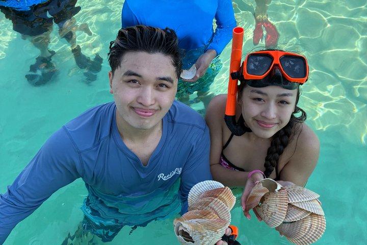 Shell Island Snorkel och delfin sightseeing