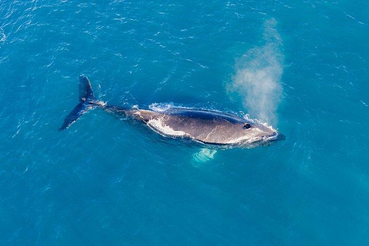 Walvis spotten boottocht met Expert Gids vanuit Reykjavik