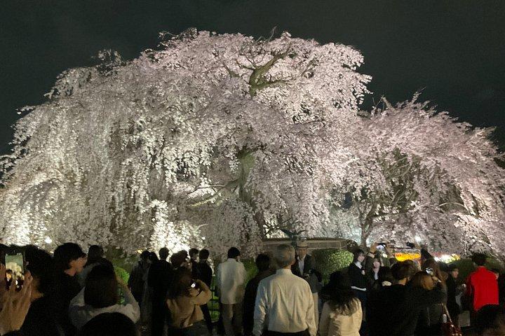 京都5選・星級祇園芸者ウォーク – 少人数制本格体験