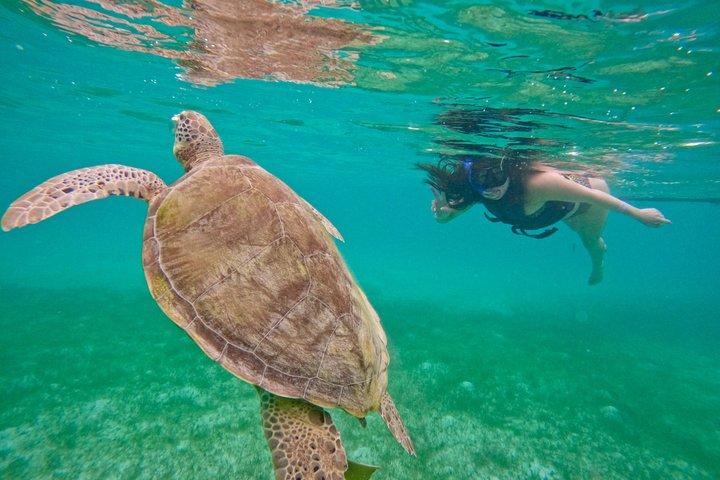 Akumal Turtle Sanctuary Snorkeling Marine Experience