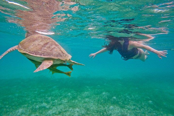 Akumal Turtle Sanctuary Snorkeling Marine Experience