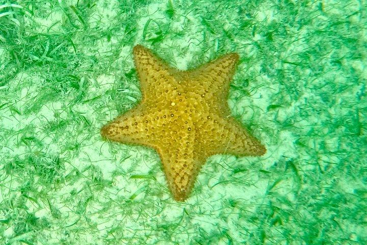 Akumal Turtle Sanctuary Snorkeling Marine Experience