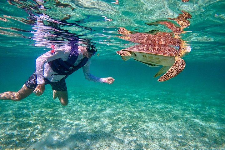 Akumal Turtle Sanctuary Snorkeling Marine Experience
