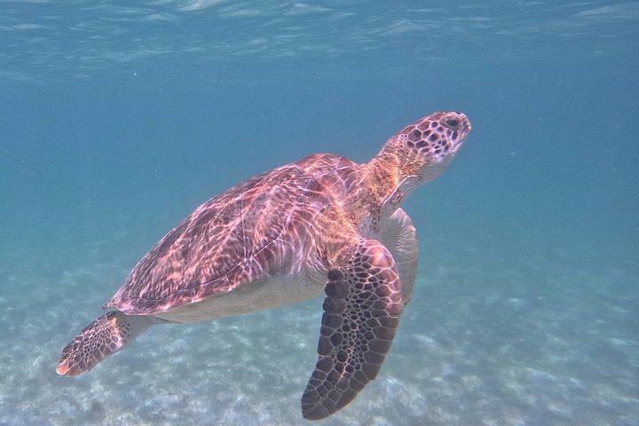 Akumal Turtle Sanctuary Snorkeling Marine Experience