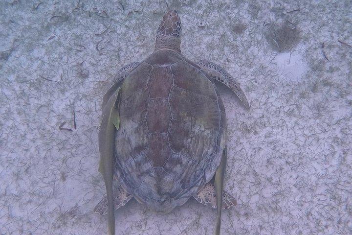 Akumal Turtle Sanctuary Snorkeling Marine Experience