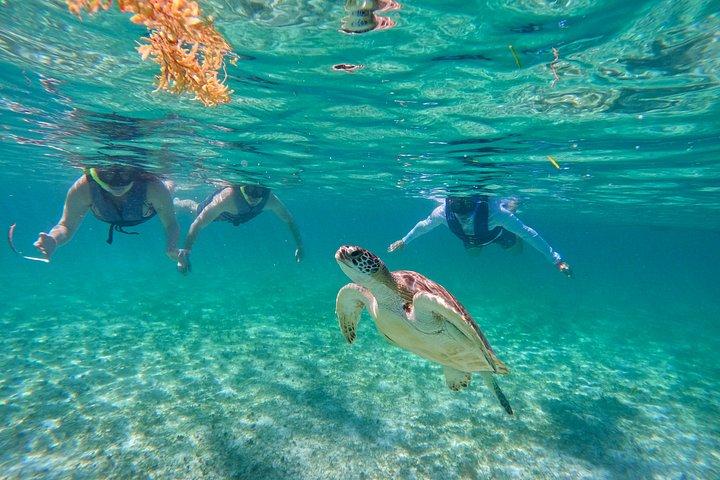 Akumal Turtle Sanctuary Snorkeling Marine Experience