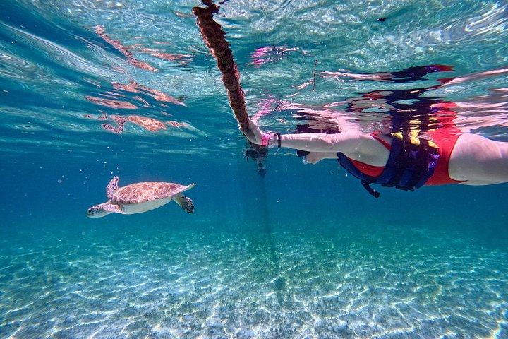 Akumal Turtle Sanctuary Snorkeling Marine Experience