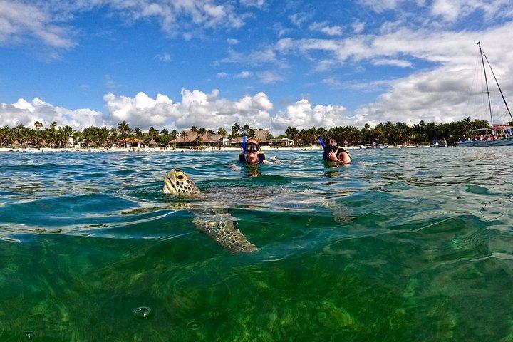 Akumal Turtle Sanctuary Snorkeling Marine Experience