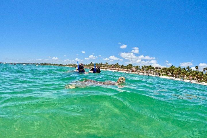 Akumal Turtle Sanctuary Snorkeling Marine Experience