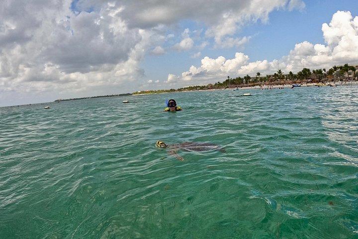 Akumal Turtle Sanctuary Snorkeling Marine Experience