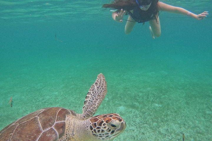Akumal Turtle Sanctuary Snorkeling Marine Experience