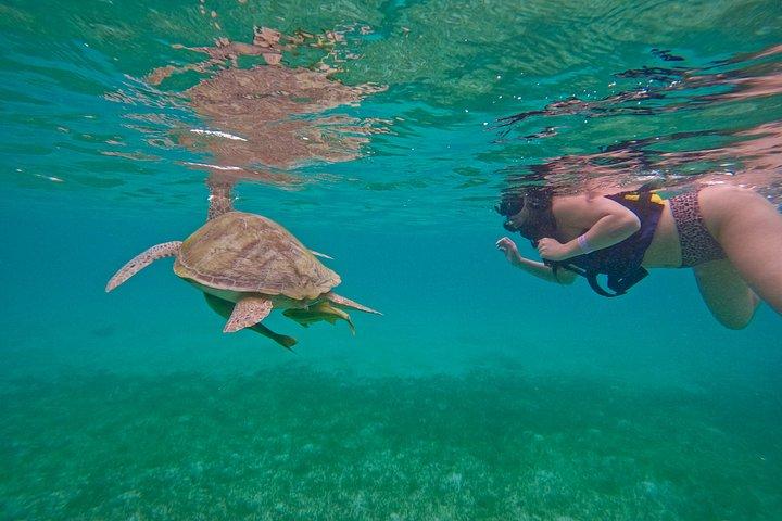 Akumal Turtle Sanctuary Snorkeling Marine Experience