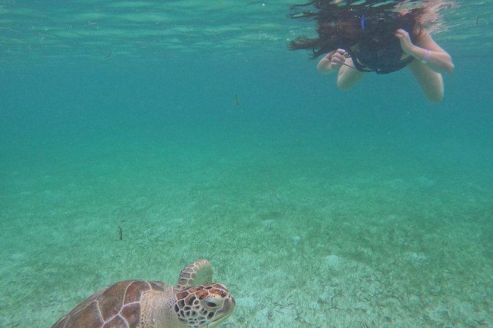Akumal Turtle Sanctuary Snorkeling Marine Experience