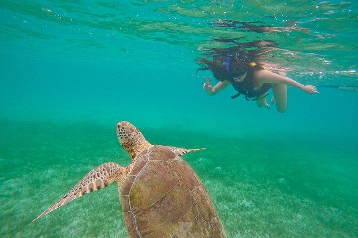 Akumal Turtle Sanctuary Snorkeling Marine Experience