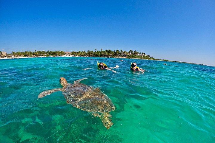 Akumal Turtle Sanctuary Snorkeling Marine Experience