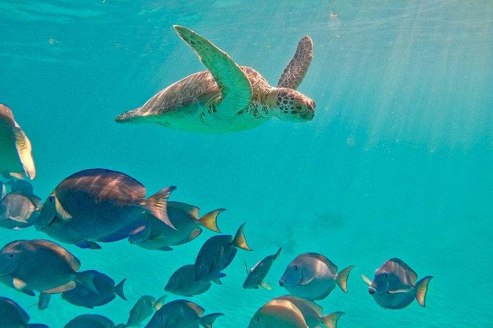 Akumal Turtle Sanctuary Snorkeling Marine Experience
