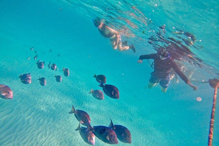 Akumal Turtle Sanctuary Snorkeling Marine Experience