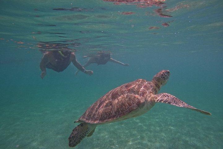 Akumal Turtle Sanctuary Snorkeling Marine Experience