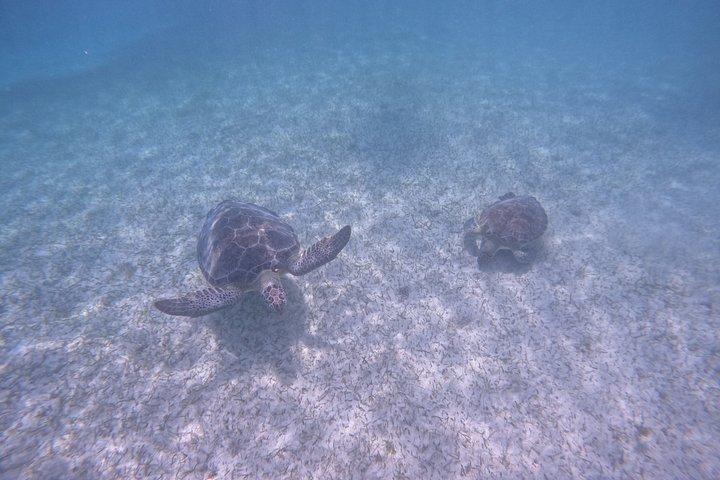 Akumal Turtle Sanctuary Snorkeling Marine Experience