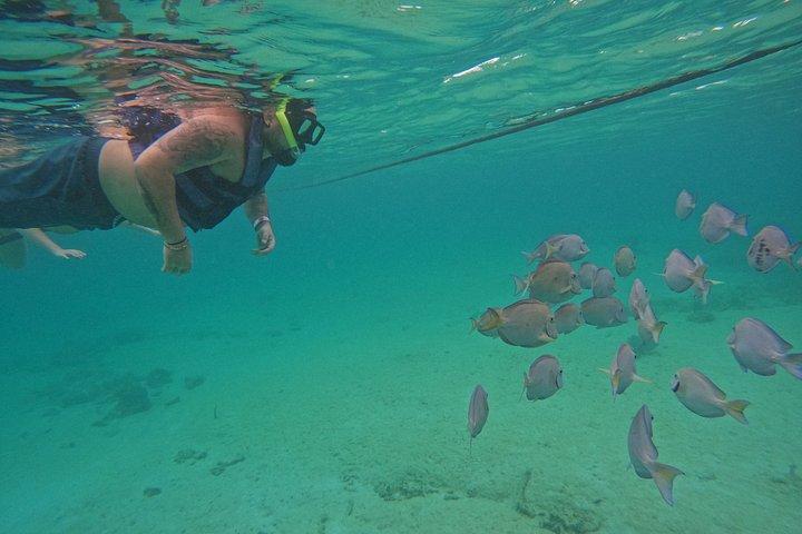 Akumal Turtle Sanctuary Snorkeling Marine Experience