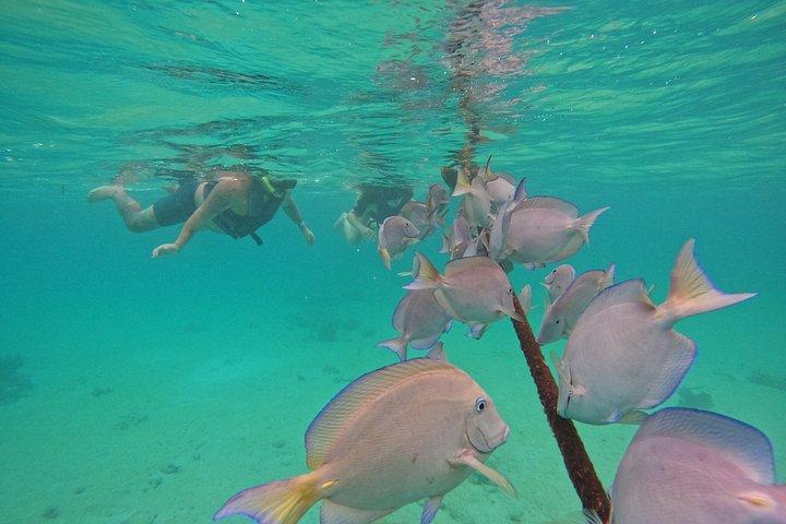 Akumal Turtle Sanctuary Snorkeling Marine Experience