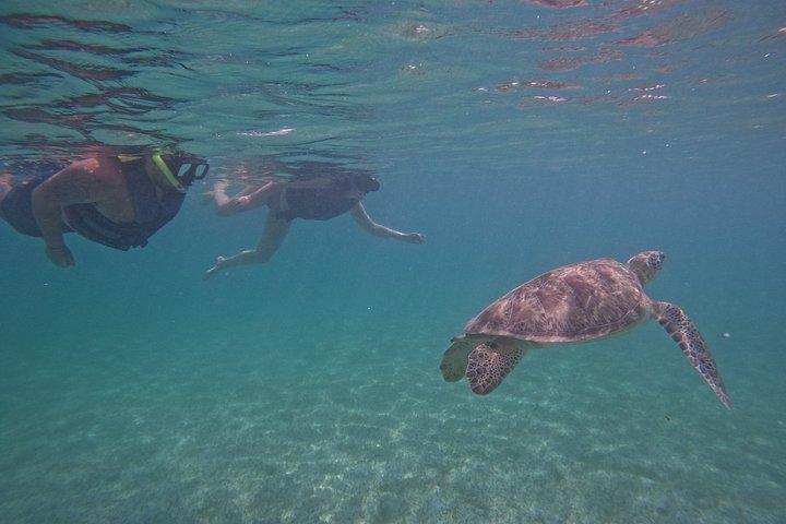 Akumal Turtle Sanctuary Snorkeling Marine Experience